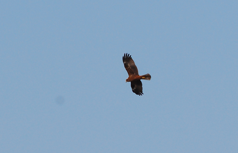 Rapace a Orbetello... una poiana??????